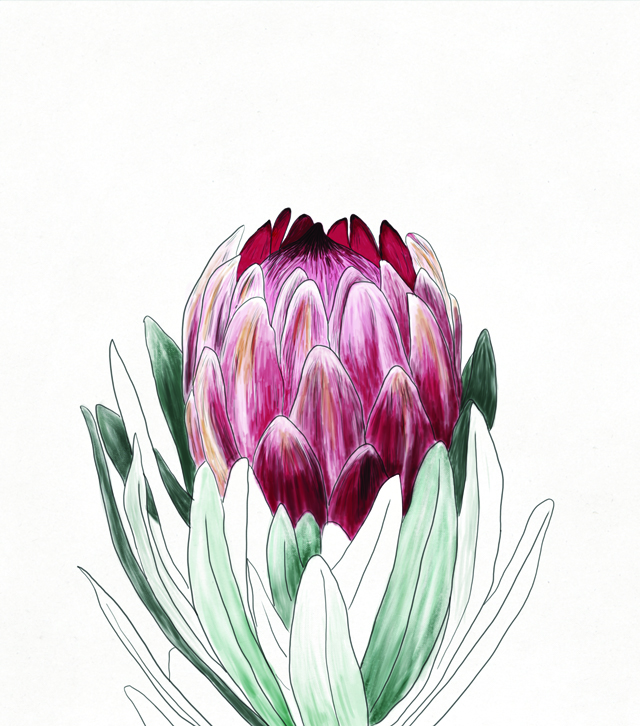 Pink Protea flower on a back background with line drawing