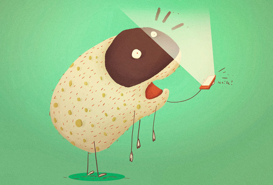 Sheep shocked with mobile phone ring