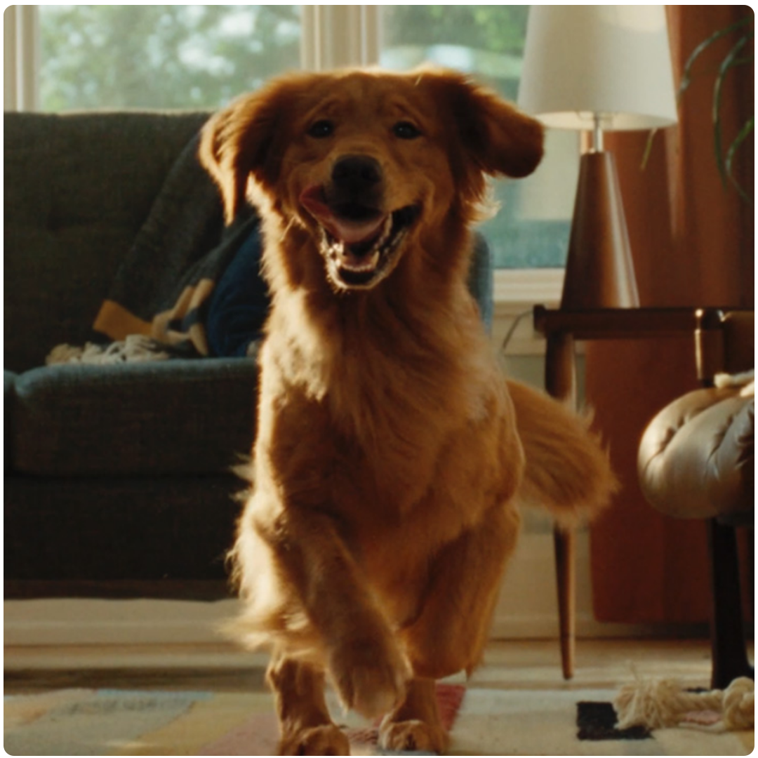 freshpet thumbnail